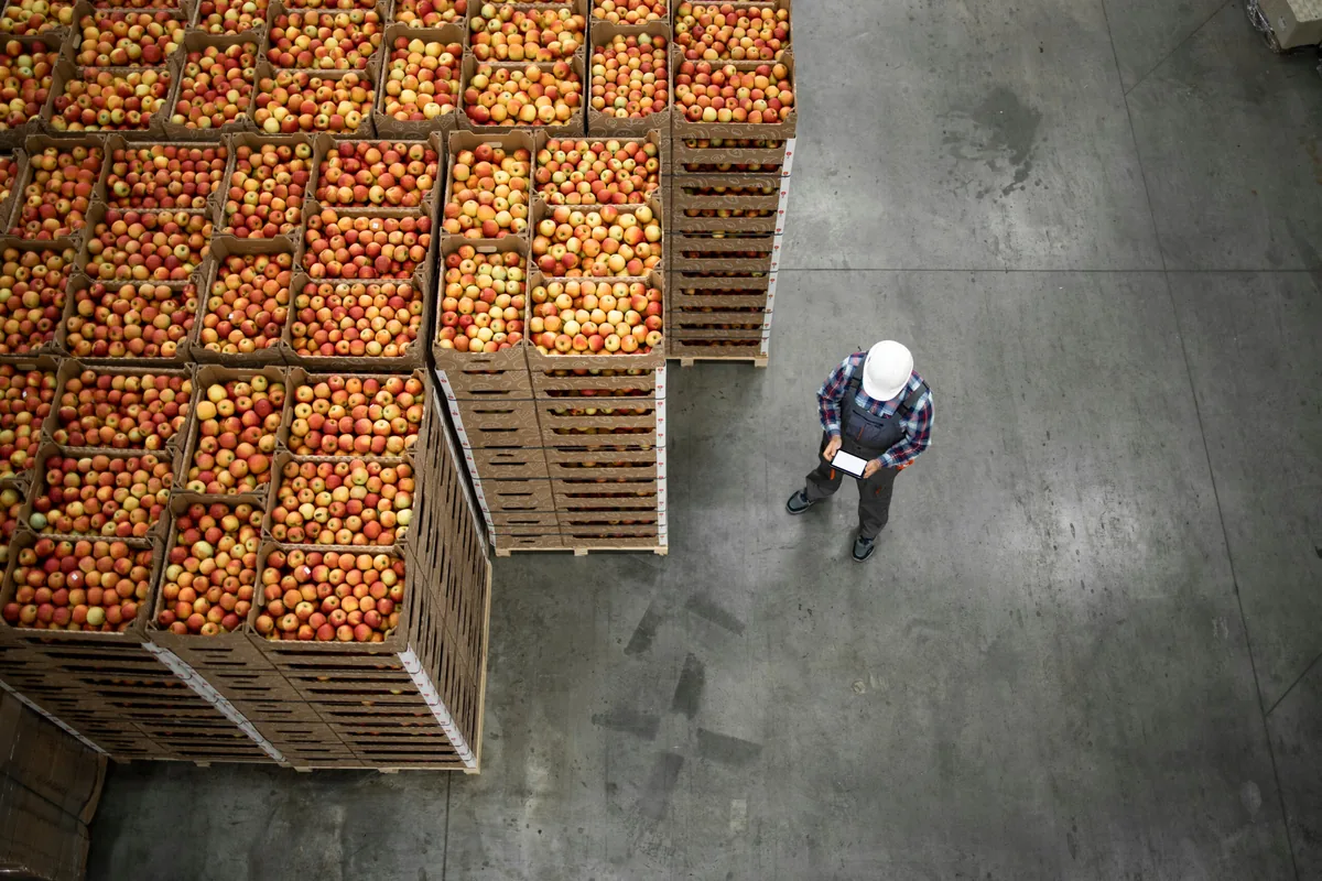 Worker By Apple Fruit Crates